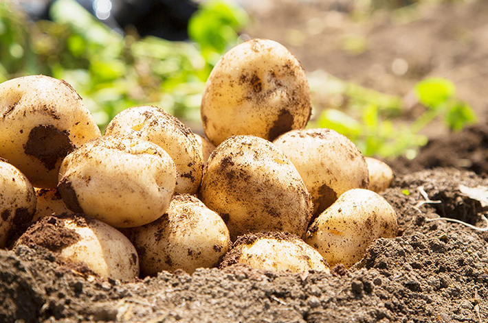 湖池屋 北海美人
