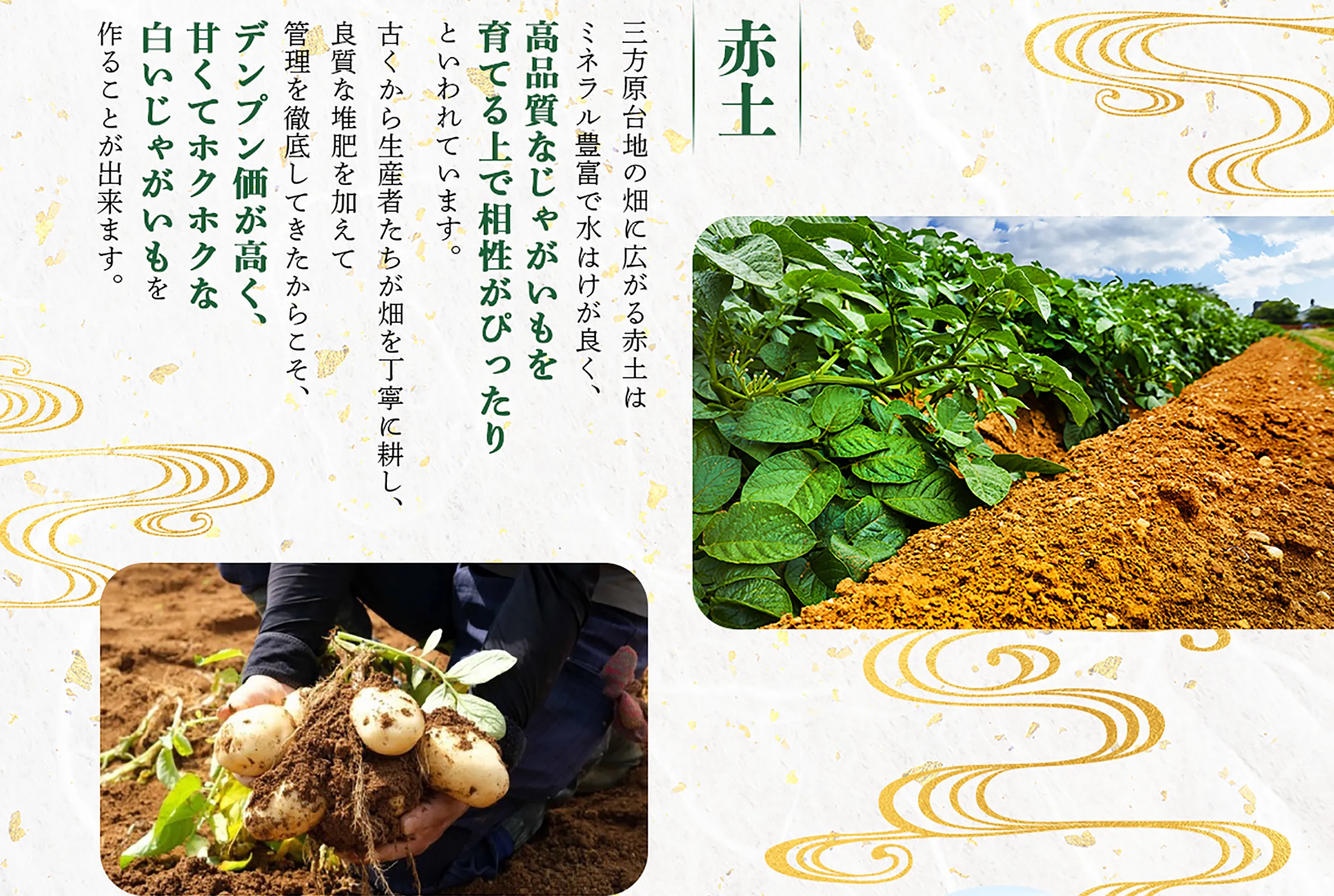 「赤土」三方原台地の畑に広がる赤土はミネラル豊富で水はけが良く、高品質なじゃがいもを育てる上で相性がぴったりといわれています。古くから生産者たちが畑を丁寧に耕し、良質な堆肥を加えて管理を徹底してきたからこそ、デンプン価が高く、甘くてホクホクな白いじゃがいもを作ることが出来ます。