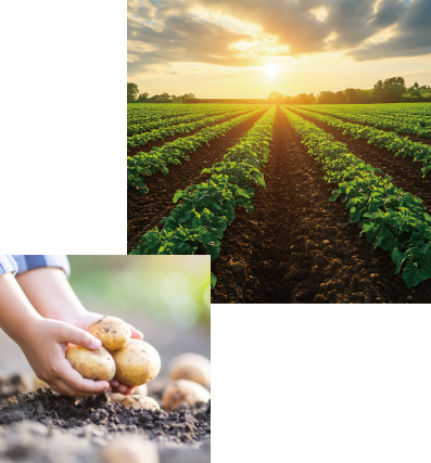 ゆめいころは北海道の大自然で育った男爵の美味しさを引き継ぐ新品種のじゃがいも