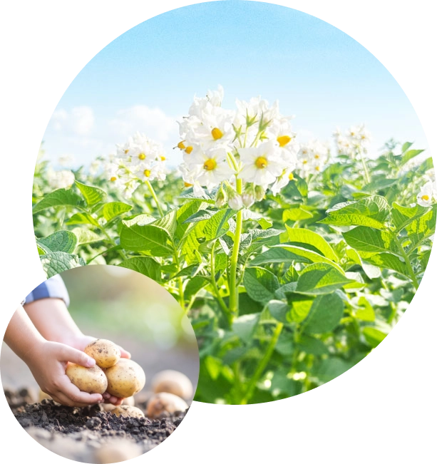 11年の歳月を経て誕生した北海道の優良品種ゆめいころ